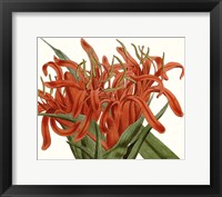 Framed Striking Coral Botanicals I