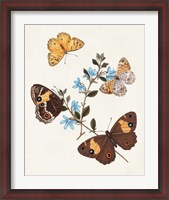 Framed Butterflies & Moths I