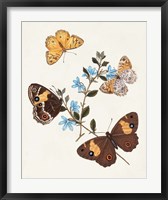Framed Butterflies & Moths I