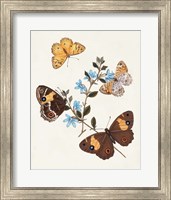 Framed Butterflies & Moths I