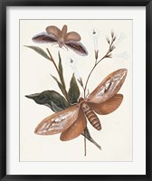 Framed Butterflies & Moths II
