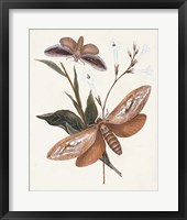 Butterflies & Moths II Framed Print
