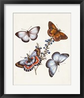 Framed Butterflies & Moths III
