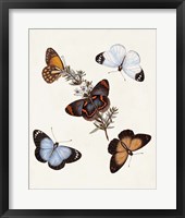 Framed Butterflies & Moths IV
