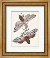 Framed Butterflies & Moths V