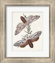 Framed Butterflies & Moths V
