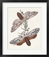 Butterflies & Moths V Framed Print