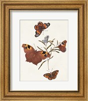 Framed Butterflies & Moths VI