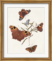 Framed Butterflies & Moths VI