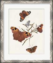 Framed Butterflies & Moths VI