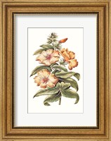 Framed Flowering Hibiscus I