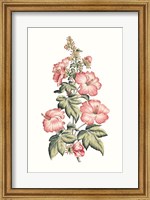 Framed Flowering Hibiscus II