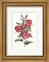 Framed Flowering Hibiscus III