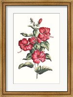 Framed Flowering Hibiscus III