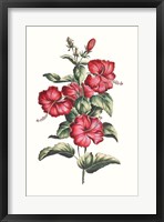 Framed Flowering Hibiscus III