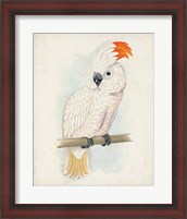 Framed Antique Cockatoo II