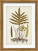 Framed Fern Botanical I