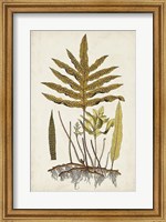 Framed Fern Botanical I