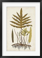 Framed Fern Botanical I