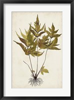 Fern Botanical II Framed Print