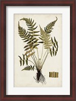 Framed Fern Botanical IV