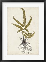 Framed Fern Botanical VI