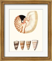 Framed Shell Collection I