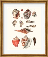 Framed Shell Collection IV