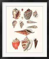 Framed Shell Collection IV
