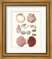 Framed Shell Collection VI