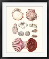 Framed Shell Collection VI