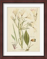 Framed Antique Botanical Sketch I
