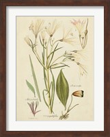 Framed Antique Botanical Sketch I