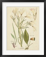 Framed Antique Botanical Sketch I