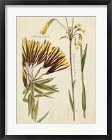 Framed Antique Botanical Sketch II