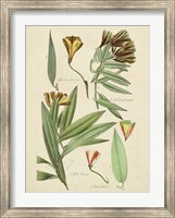 Framed Antique Botanical Sketch III