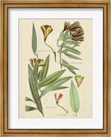 Framed Antique Botanical Sketch III