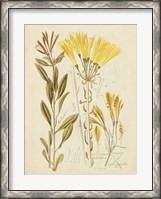 Framed Antique Botanical Sketch IV