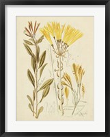 Antique Botanical Sketch IV Framed Print