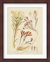 Framed Antique Botanical Sketch V