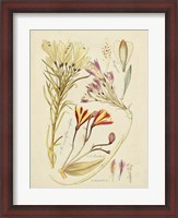 Framed Antique Botanical Sketch V