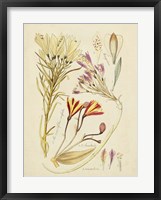 Antique Botanical Sketch V Framed Print