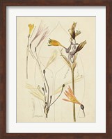 Framed Antique Botanical Sketch VI