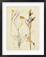 Framed Antique Botanical Sketch VI