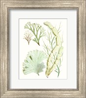 Framed Antique Seaweed Composition I