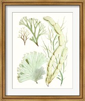 Framed Antique Seaweed Composition I