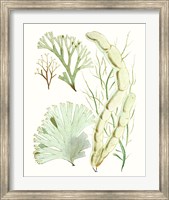 Framed Antique Seaweed Composition I