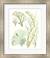 Framed Antique Seaweed Composition I