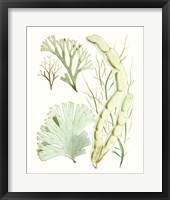 Antique Seaweed Composition I Framed Print