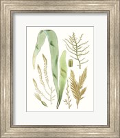 Framed Antique Seaweed Composition II
